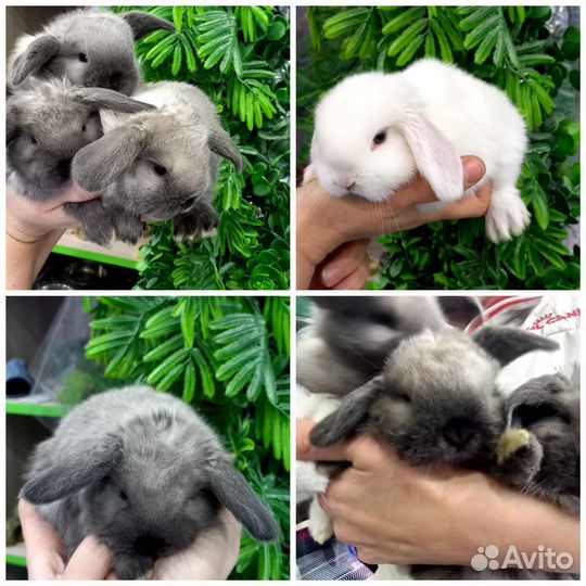 Карликовый вислоухий кролик