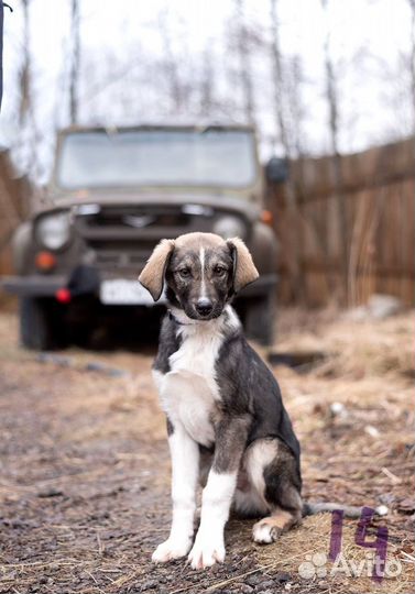 Щенок в добрые руки