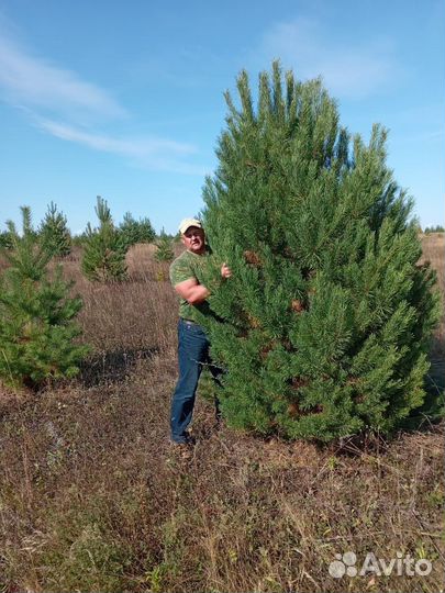 Сосна новогодняя