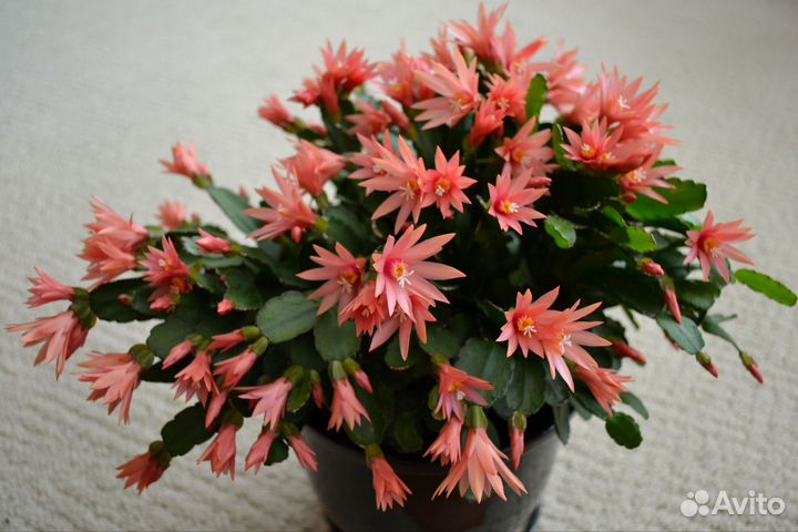 Рипсалидопсис (пасхальник)