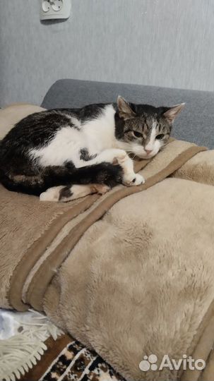 Кошка