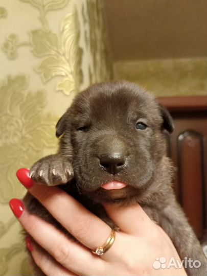 Питбультерьер