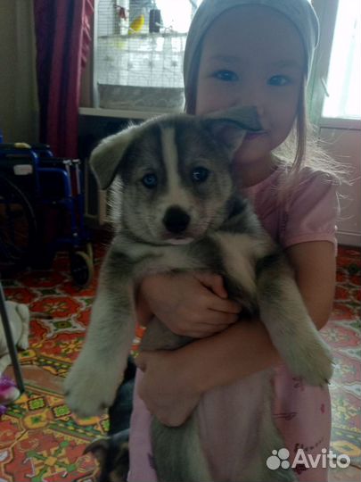 Домашние животные собаки щенки