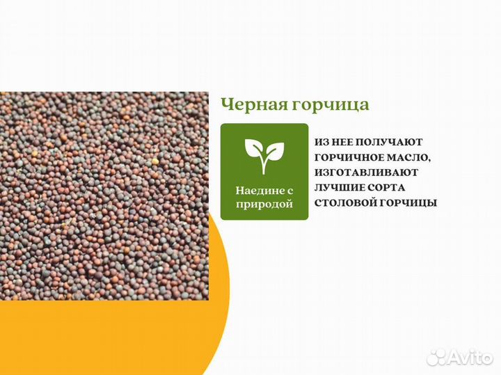 Чёрная горчица (кг)