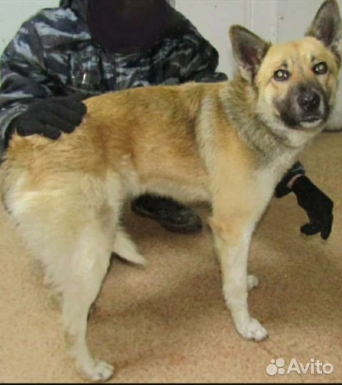 Собака в добрые руки