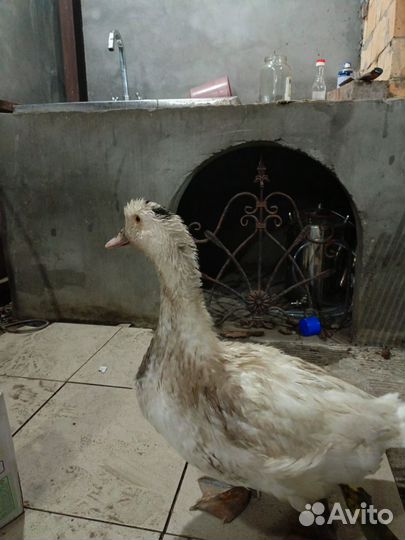 Мускусные утки