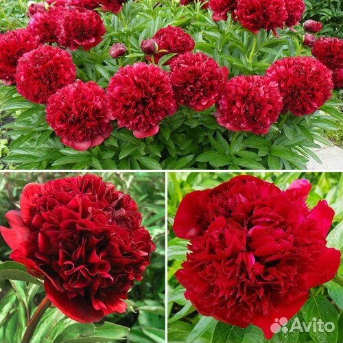 Пион ред грейс саженцы