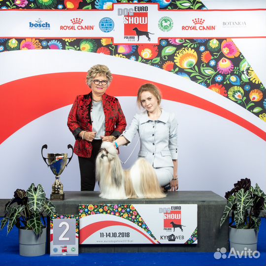 Подготовка и показ собак на выставках