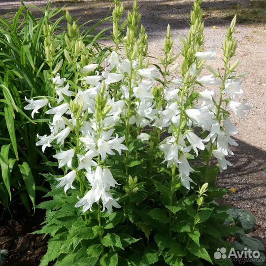 Колокольчики