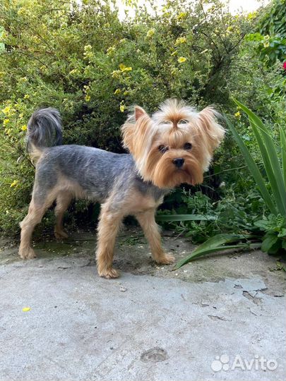 Йоркширский терьер мальчики