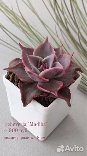 Суккуленты