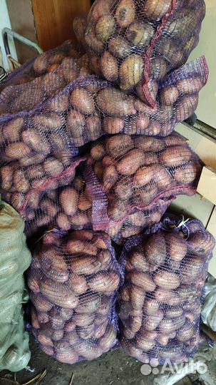 Продам картошку