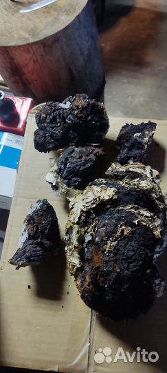 Березовый гриб чага