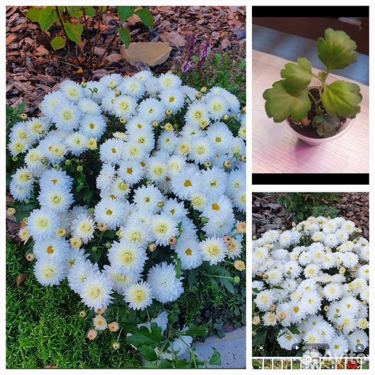 Хризантема шаровидная