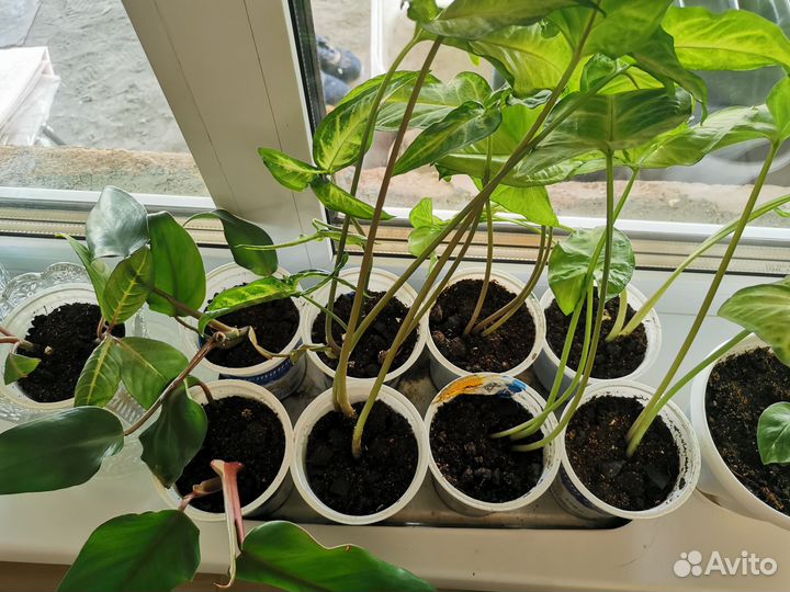 Продам цветы комнатные