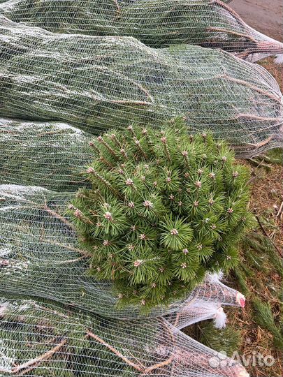 Сосны новогодние опт