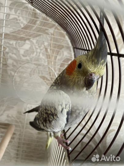 Попугай Карелла самец