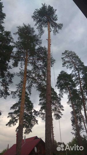 Спил деревьев, арборист