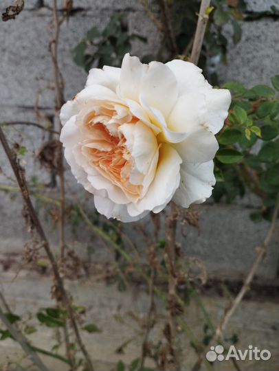 Роза вьющаяся