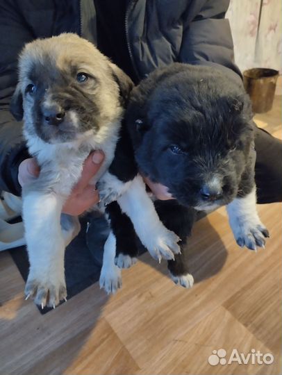 Среднеазиатская овчарка