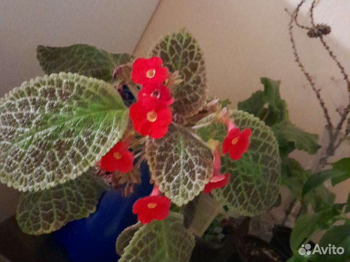 Глоксиния цветущая