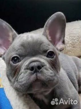 Французский бульдог щенки