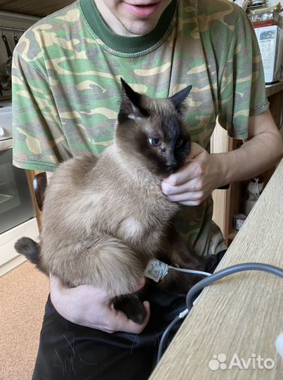 Измерение давления кошкам/собакам на дому/тонометр