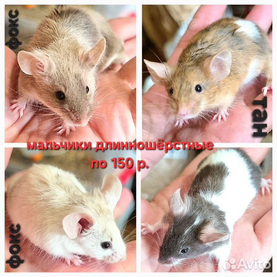 Мышь декоративная