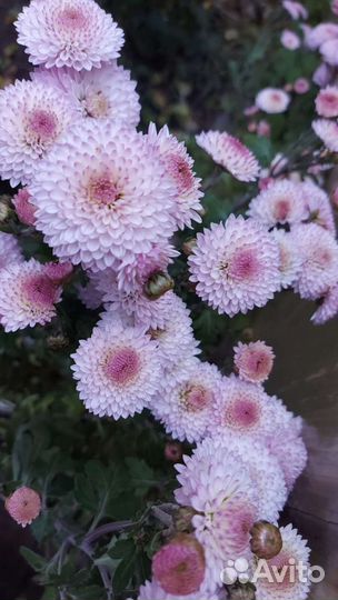 Хризантема