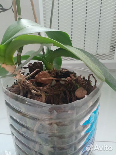 Орхидея фаленопсис