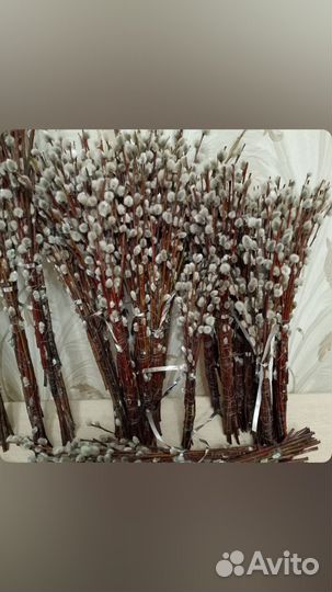 Верба оптом