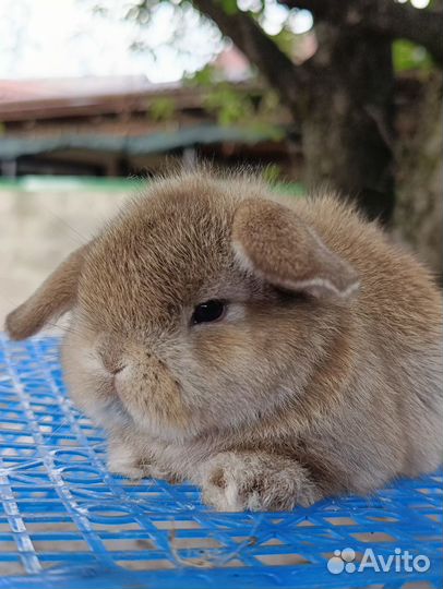 Miniature lop