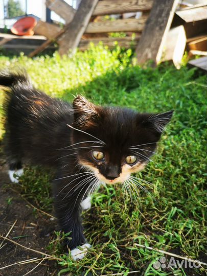 Продаются Котята Мышеловки