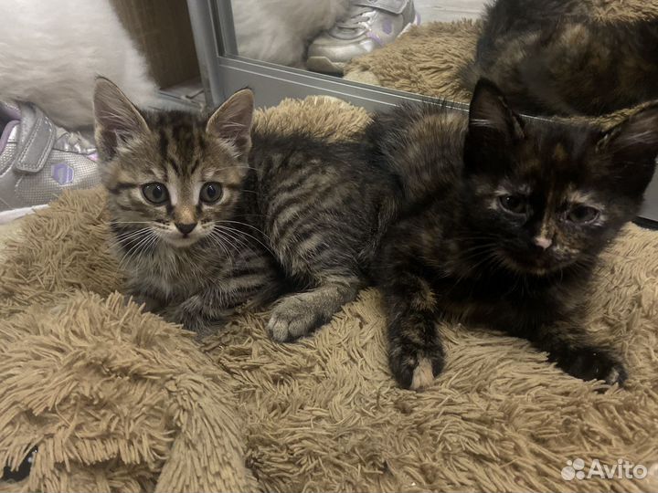 Котята в добрые руки приучены к лотку