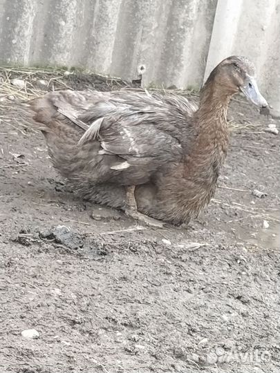 Руанская утка