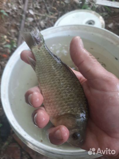 Зарыбление водоёмов