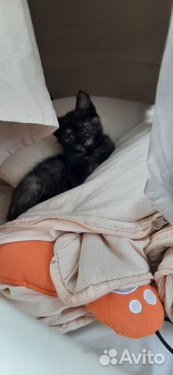 Котёнок