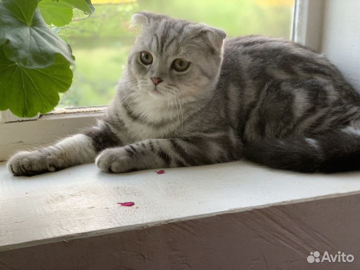 Шотландский вислоухий кот вязка