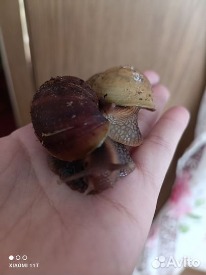 Улитки ахатины бесплатно