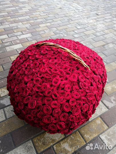 Розы, 51 роза, 101 роза