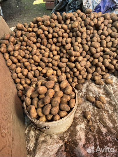 Картофель мелкий на корм скоту