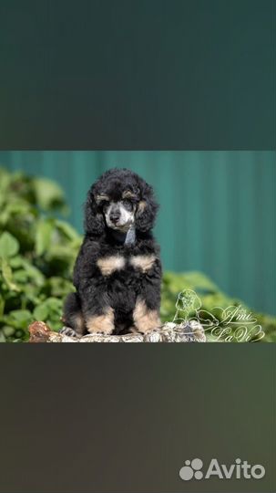 Пудель миниатюрный кобель