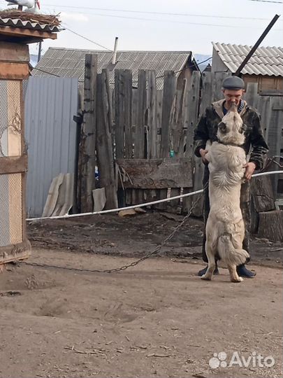 Щенки кавказской овчарки