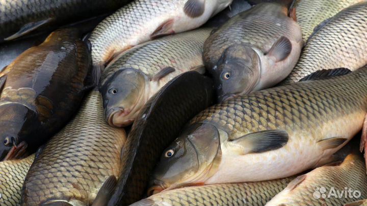 Живая рыба в Рязанской области (Сараевский р-н)