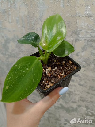 Филодендрон White Wizard