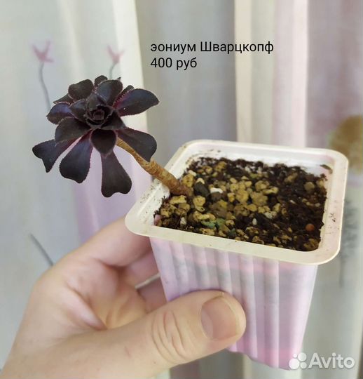 Эониум, суккуленты