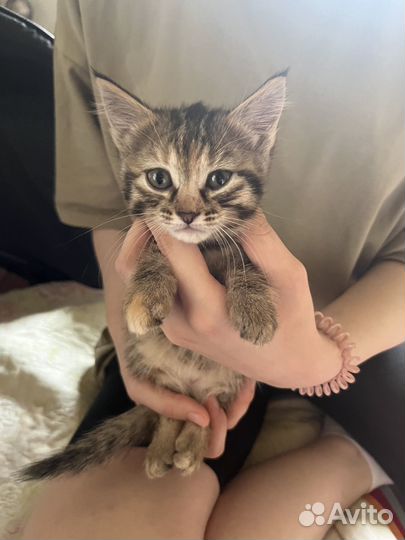 Котята в добрые руки,3 девочки,к лотку приуечуны