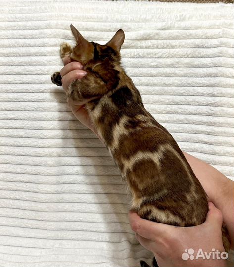 Бенгальская кошка
