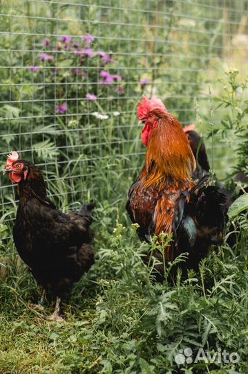 Маран (Англия, Франция) Серебро, Медный, Белый