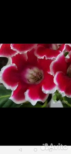 Семена Глоксинии, Эустомы, Стрептокарпуса